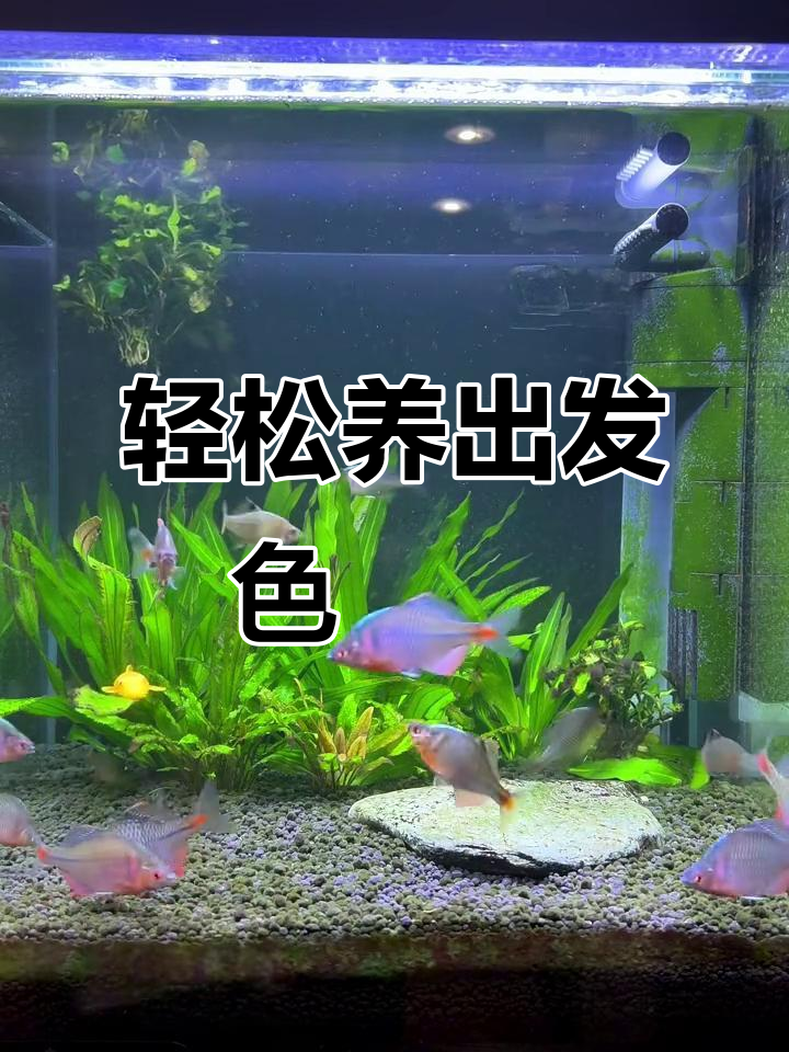 懒人养鳑鲏秘诀：简单省事的水草过滤法