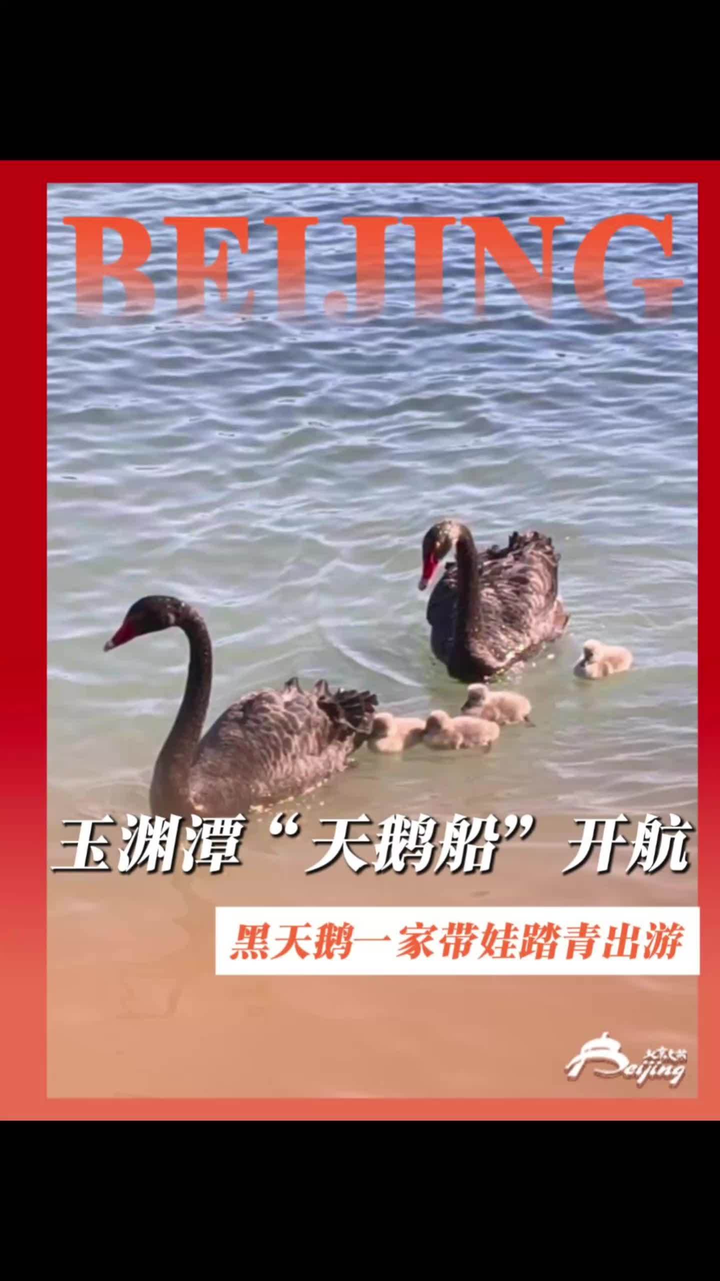 玉渊潭的“天鹅船”迎来了首批乘客。黑天鹅一家带娃外出春游,天鹅宝宝紧跟着父母的样子可爱又温