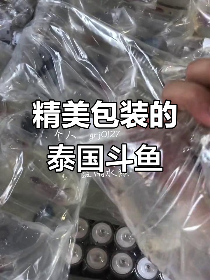 泰国斗鱼品种多样,包装精细,热带鱼爱好者必备