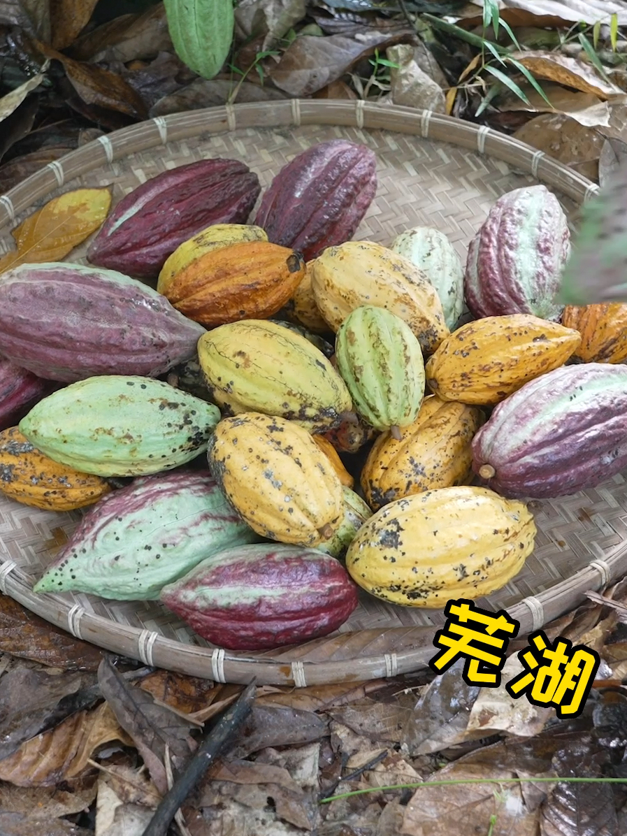 白巧克力原来是这样做的!可可果好神奇呀