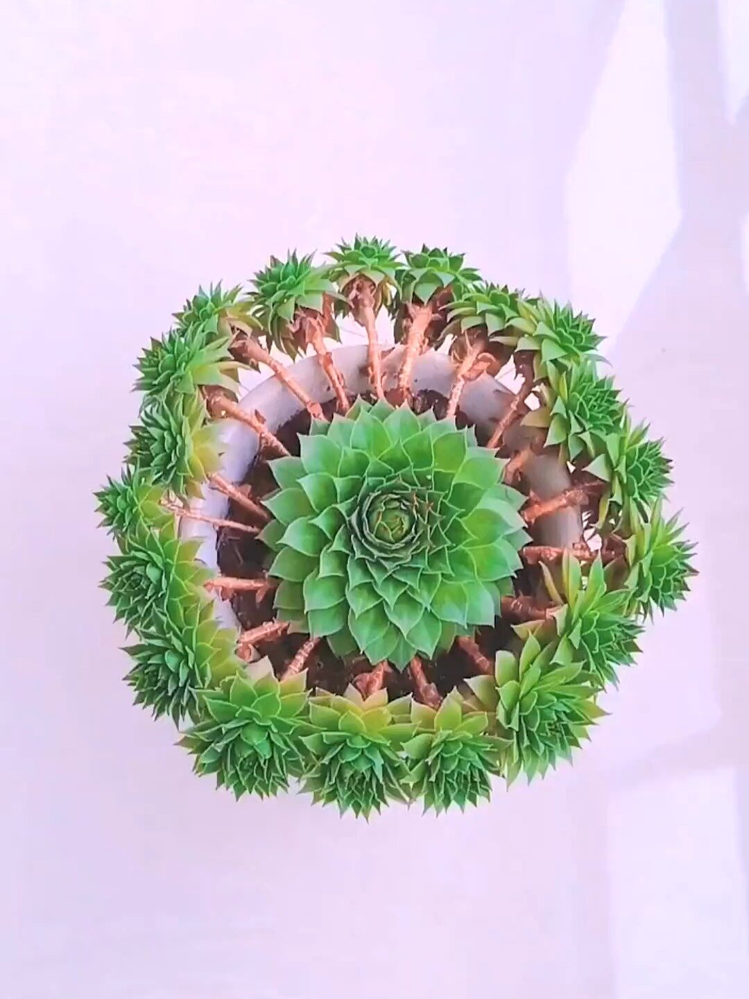 观音莲多肉大赏,这些珍贵品种绝对不能错过