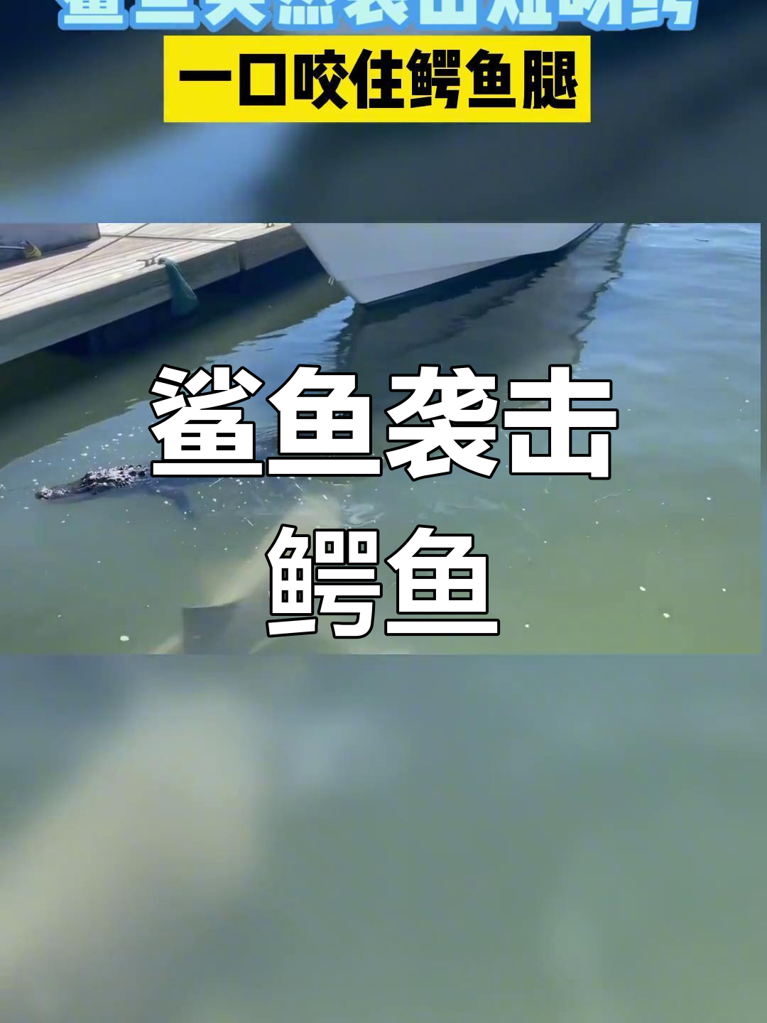 鲨鱼与鳄鱼的惊险对决