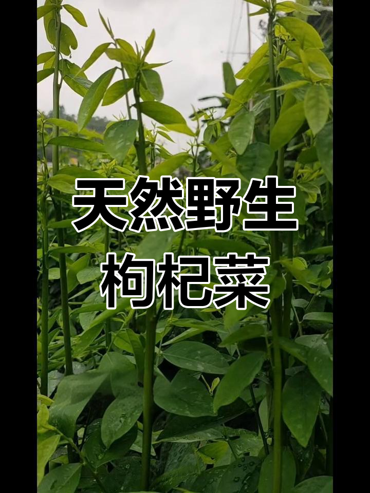 海南枸杞菜,夏季特有绿色蔬菜