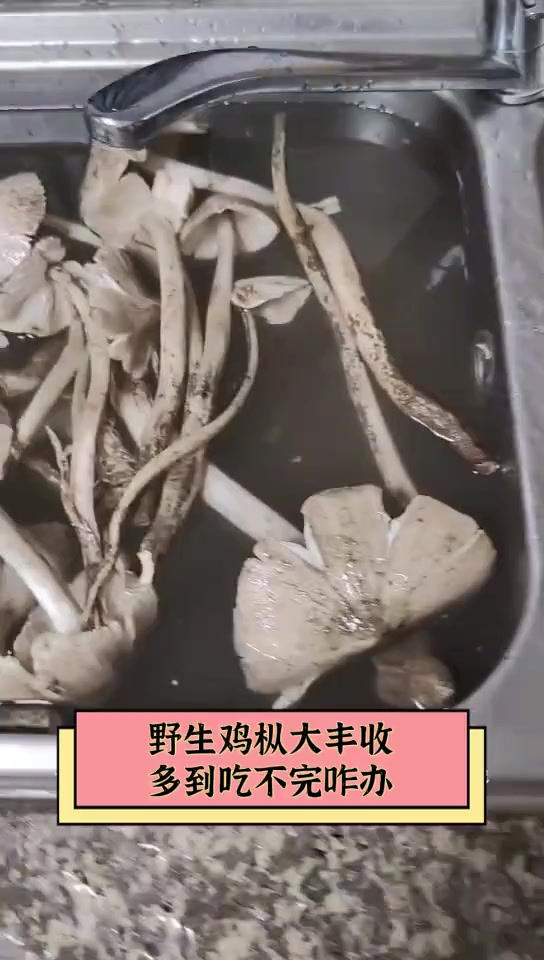 野生鸡枞大丰收,多到吃不完咋办
