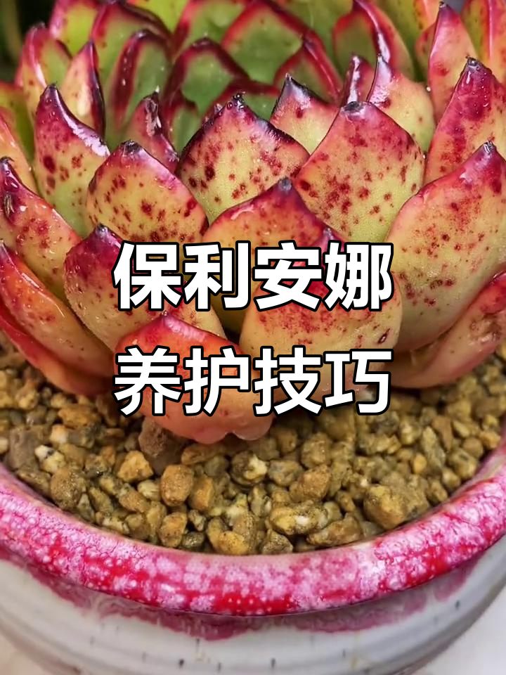 保利安娜多肉养护全攻略：光照、土壤与水分管理