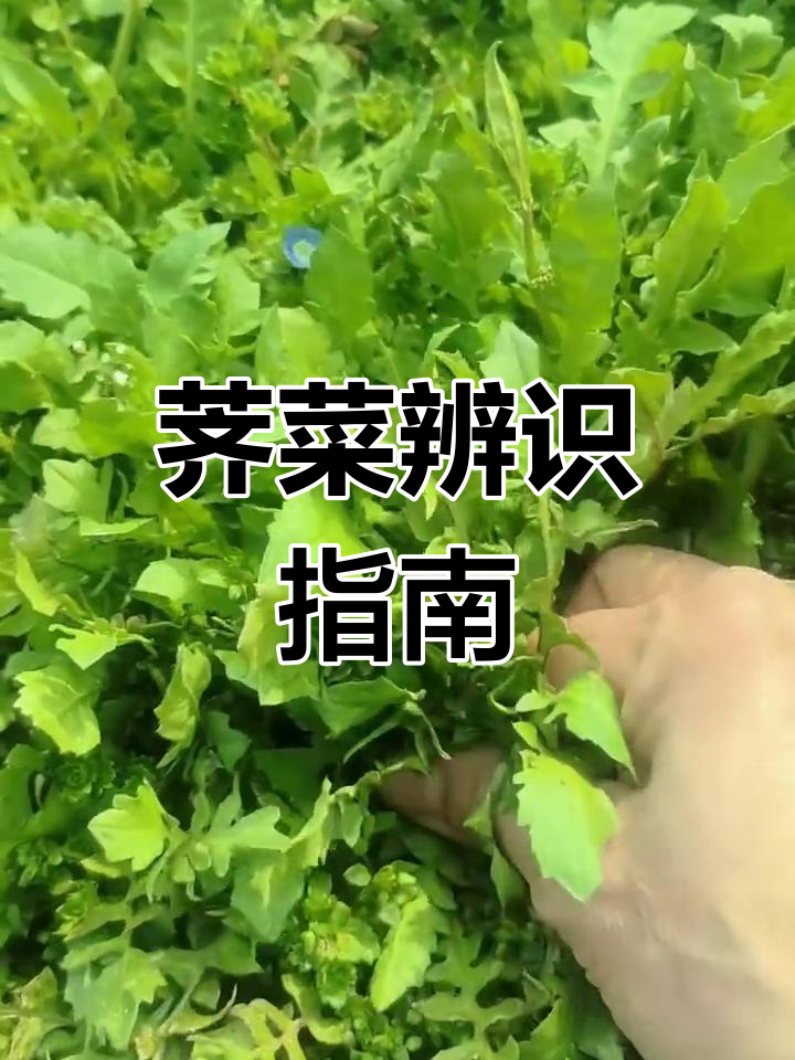 挖野菜时,别搞错荠菜的两种形态:散叶与板叶
