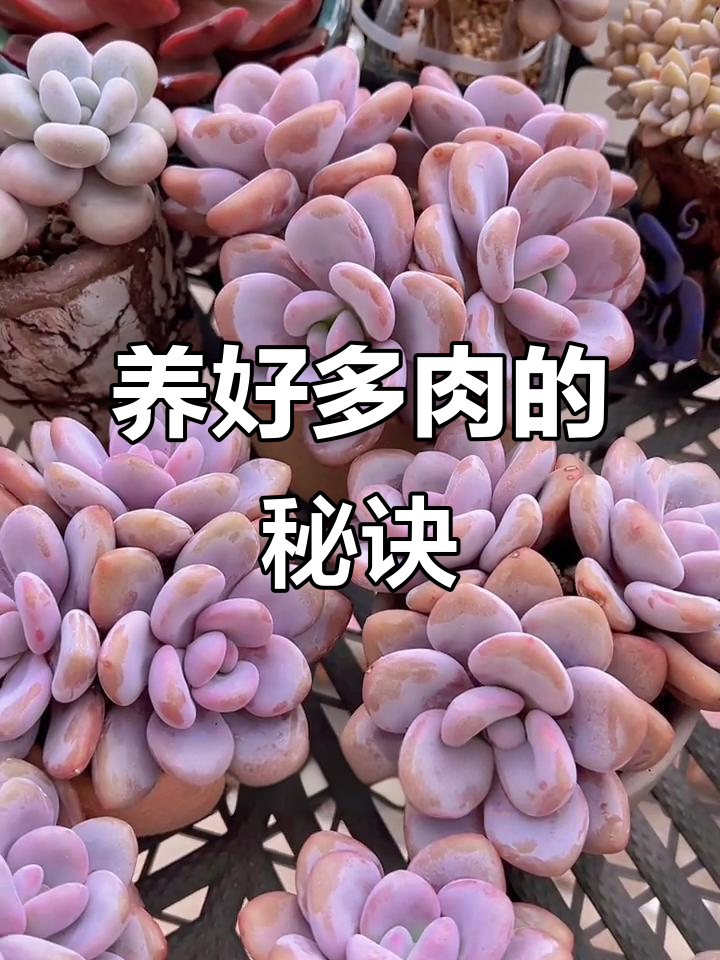 粉兔兔子窝:轻松养好多肉,颗粒泥炭土让植物更健康