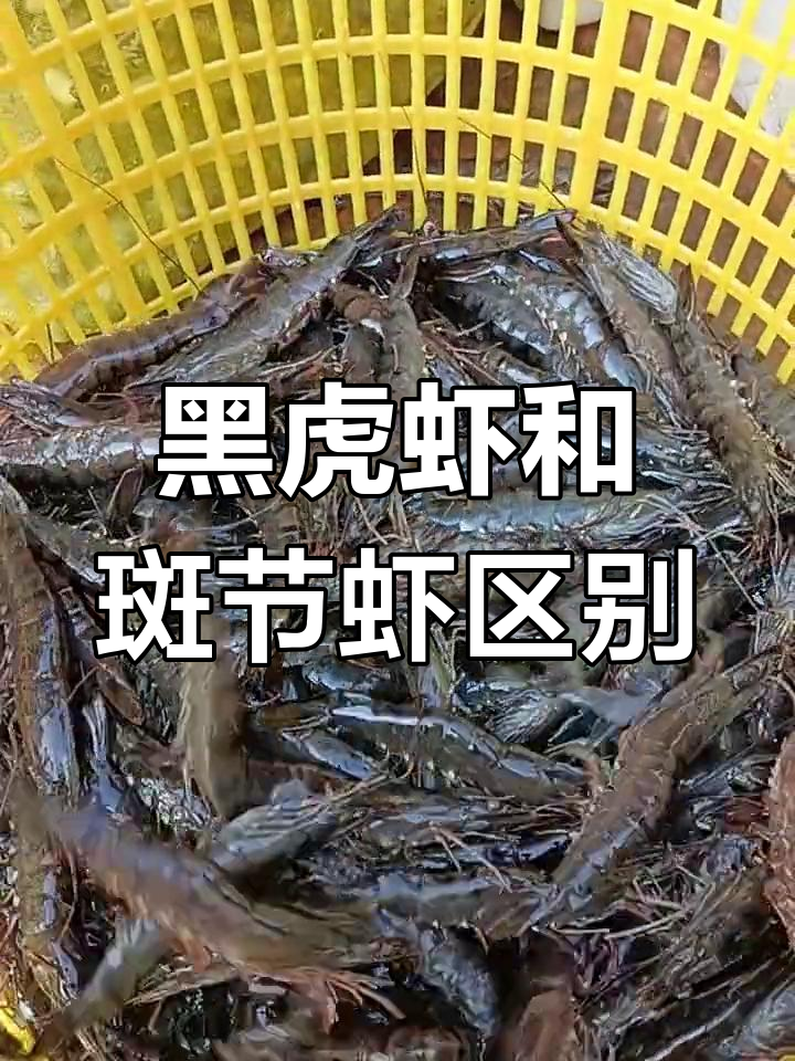 黑虎虾与斑节虾的区别解析