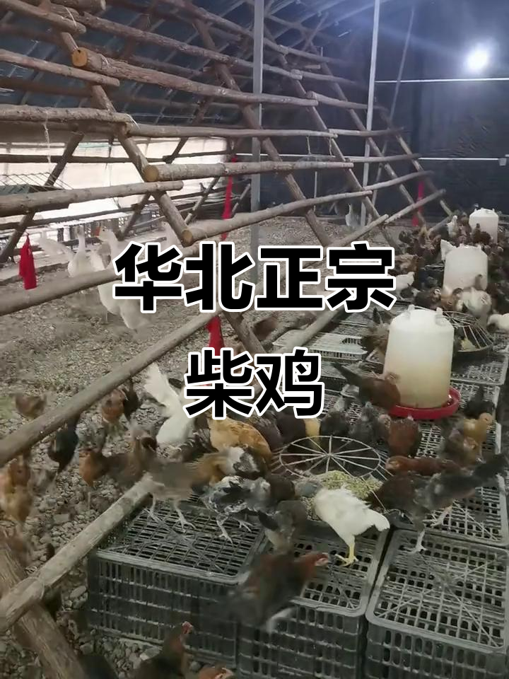 正宗华北柴鸡,生态散养土鸡的独特魅力