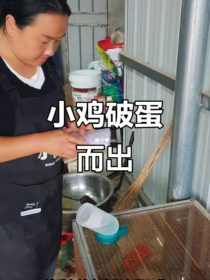 小鸡出壳全过程,二十一天孵化率惊人