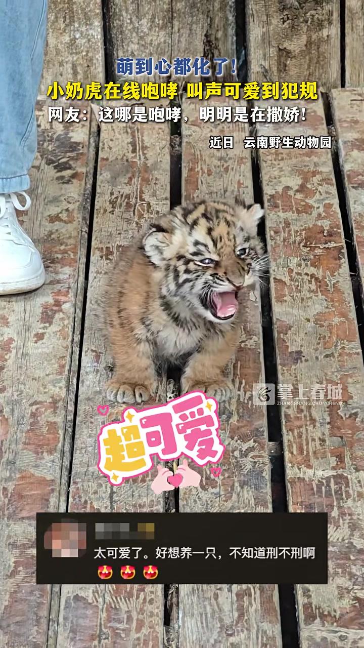萌到心都化了!小奶虎在线咆哮,叫声可爱到犯规,网友:这哪是咆哮,明明是在撒娇!#云南野生动