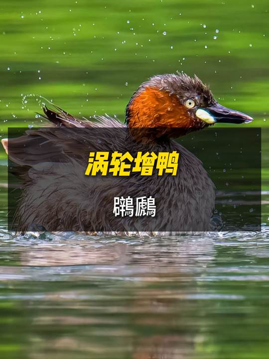 能触发铁掌水上漂的涡轮增鸭鸊鷉是国家三有保护动物