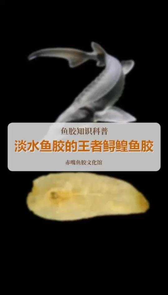 淡水鱼胶王者鲟鳇鱼胶
