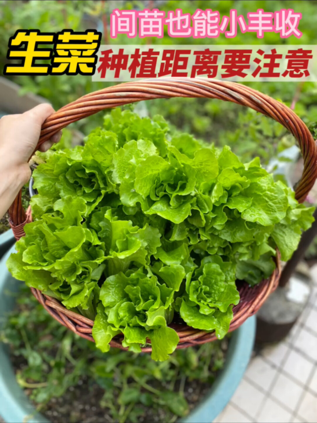 生菜种植距离要注意,间苗也能小丰收