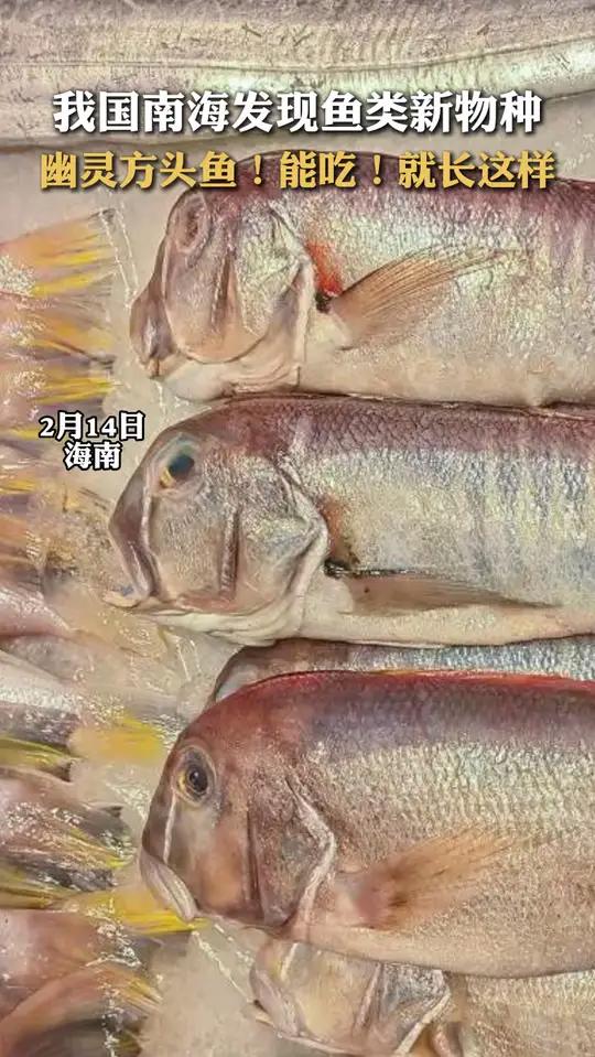 我国南海发现鱼类新物种,幽灵方头鱼!能吃!就长这样