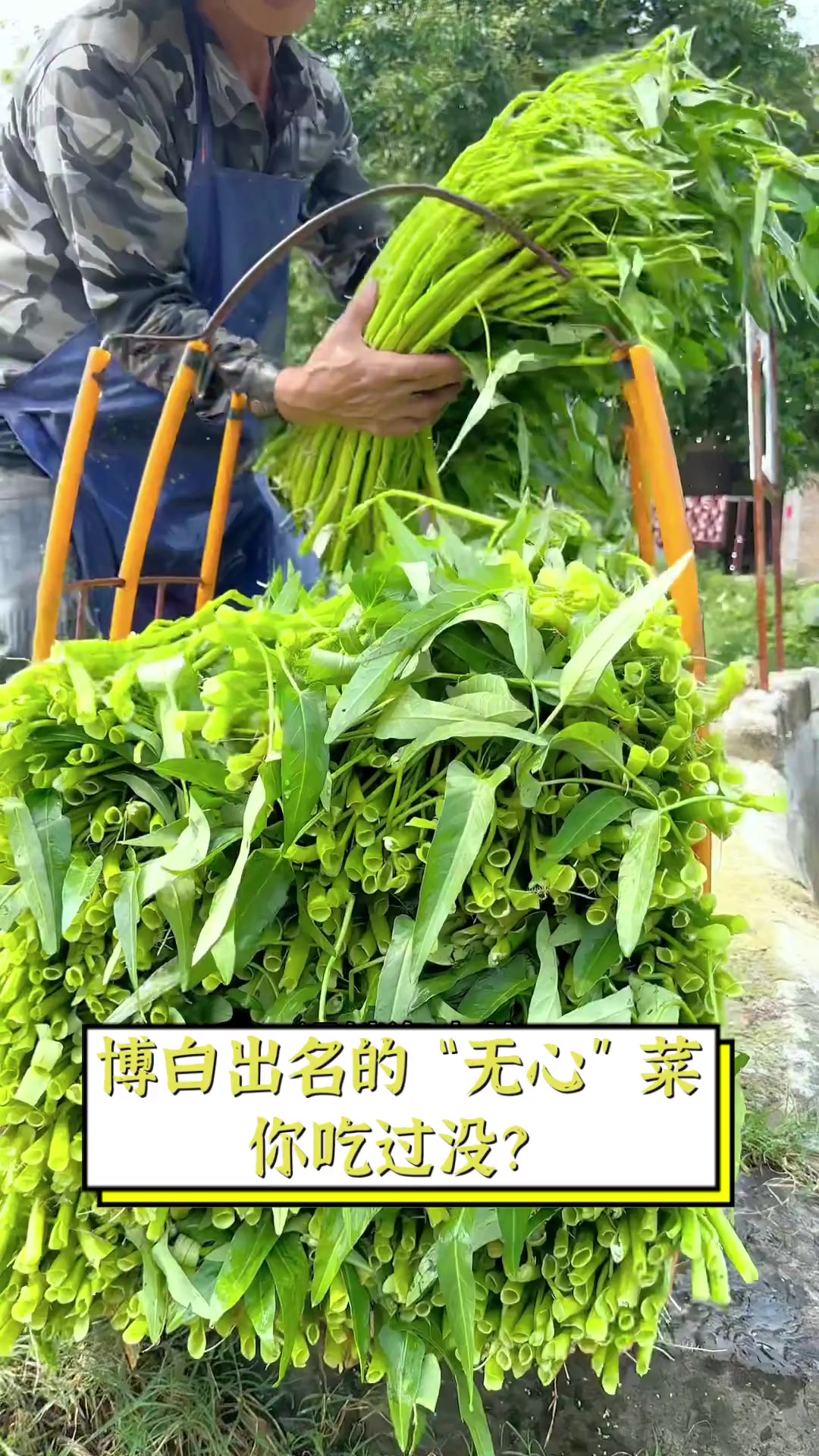 博白出名的“无心”菜,你吃过没?