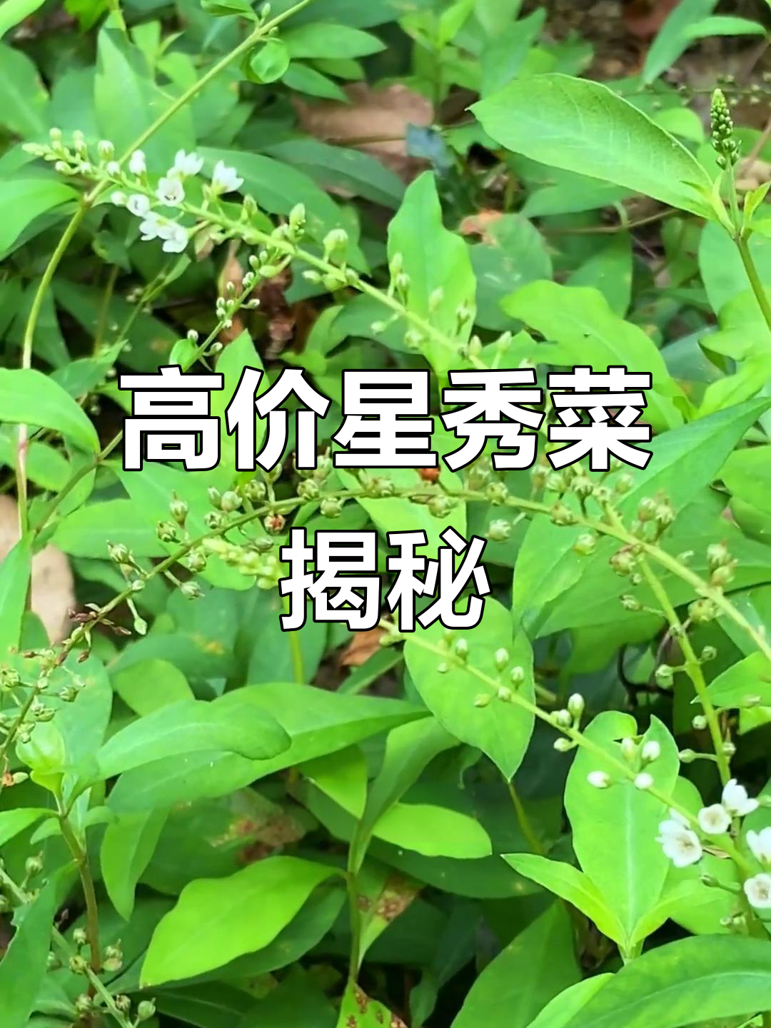 星秀菜:民间珍宝,价值十万元每吨的神奇植物