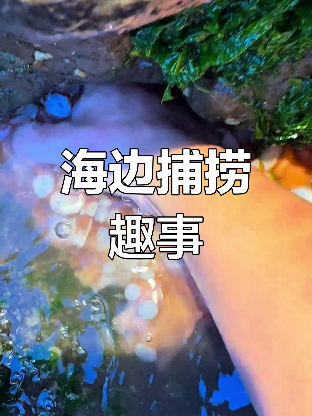 赶海抓雀尾螳螂虾,皮皮虾惊现“大锤”攻击!