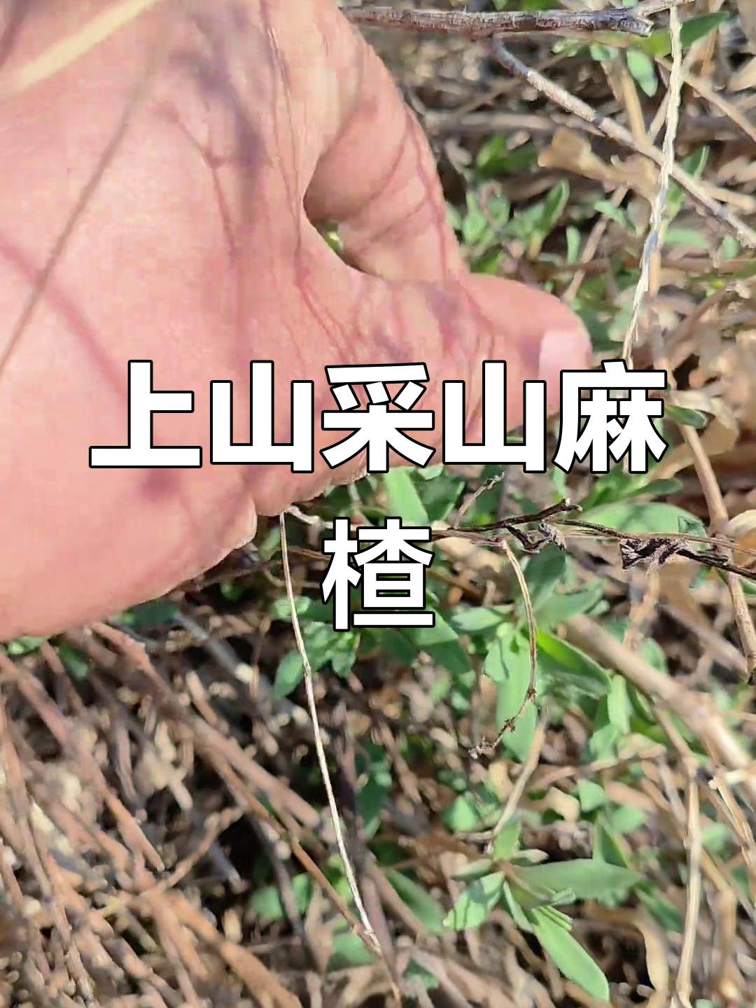 山坡上挖野菜,山麻楂的独特魅力