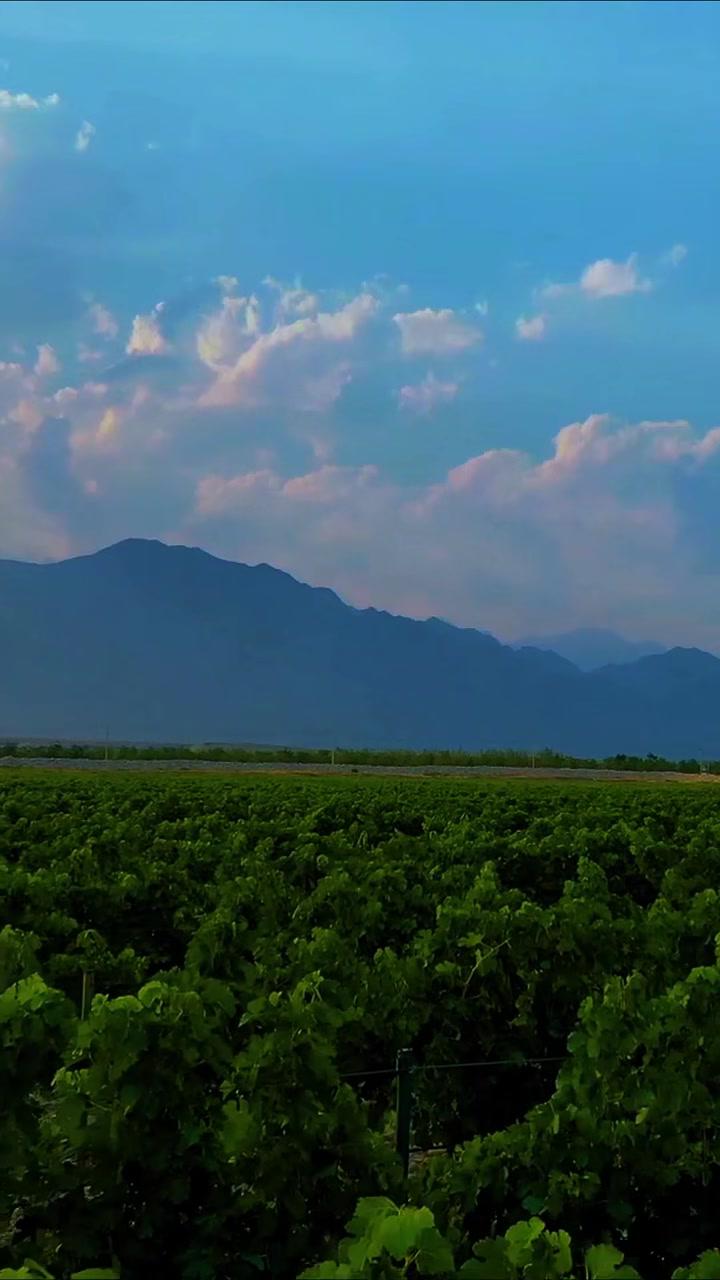 广播剧《黄河流过宁夏川》｜第五集贺兰山东麓的葡萄熟了中国葡萄酒，当惊世界殊！从上世纪80年