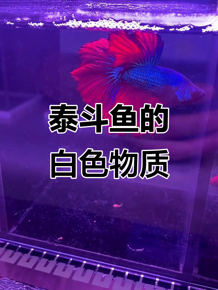 泰国斗鱼白色絮状物是什么?