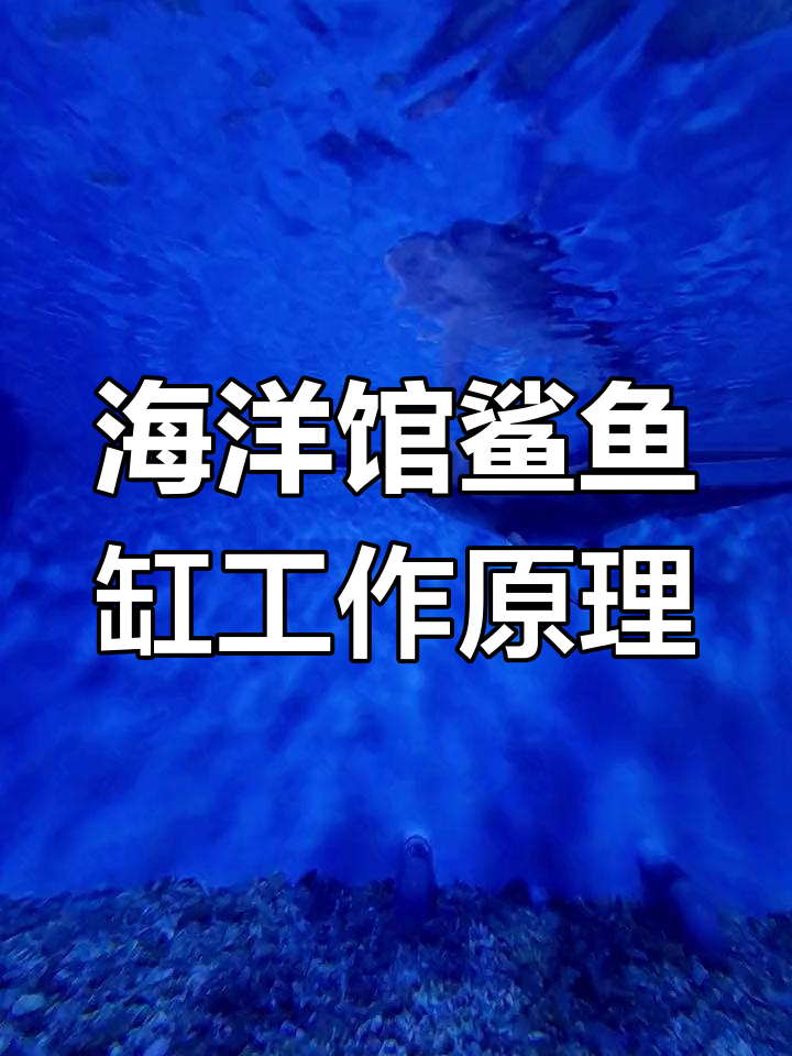 揭秘海洋馆柠檬鲨缸运行系统:从滤槽到主泵全解析