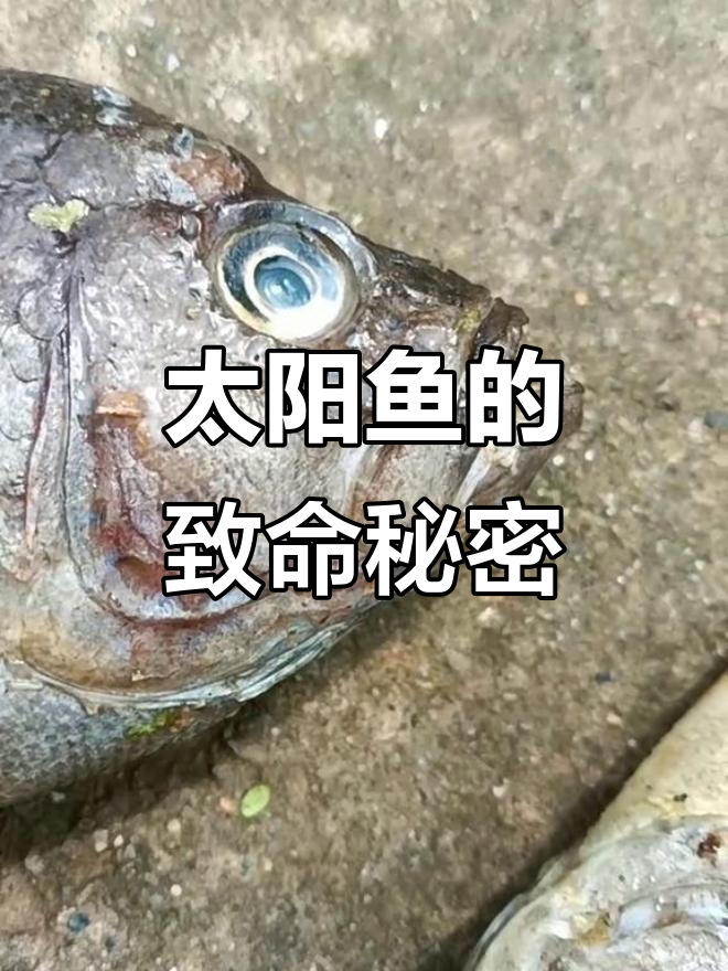 太阳鱼凶猛无比,小鱼被吃光,搁浅死亡惊现排水口