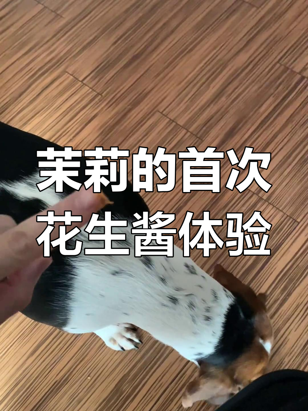茉莉第一次吃花生酱,笨拙又可爱!
