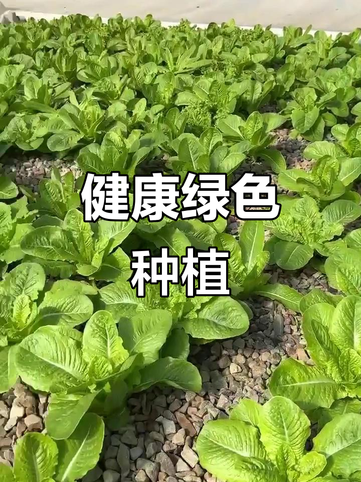 渔菜公社，无化肥、农药，健康又环保的生态种植新模式