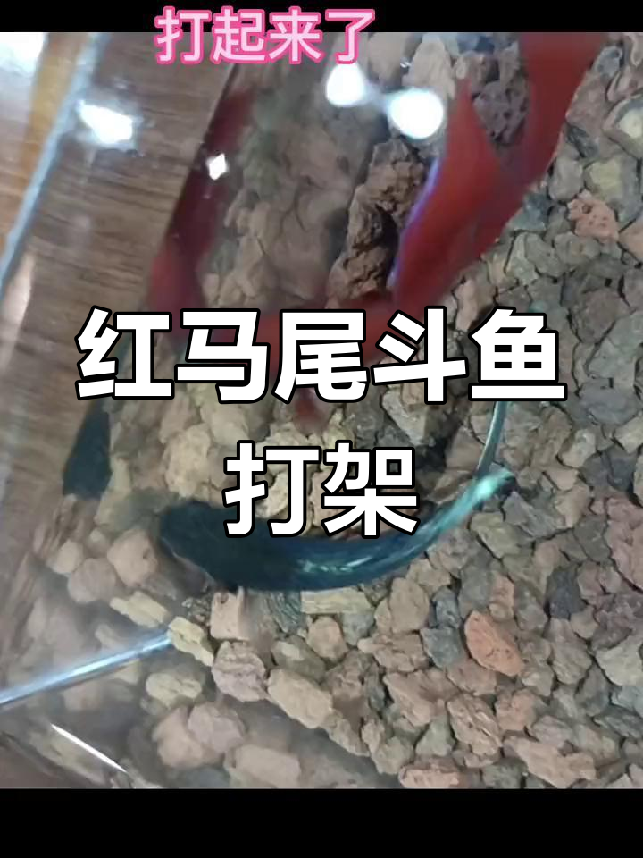 泰国斗鱼激烈争食,红色马尾强势开咬