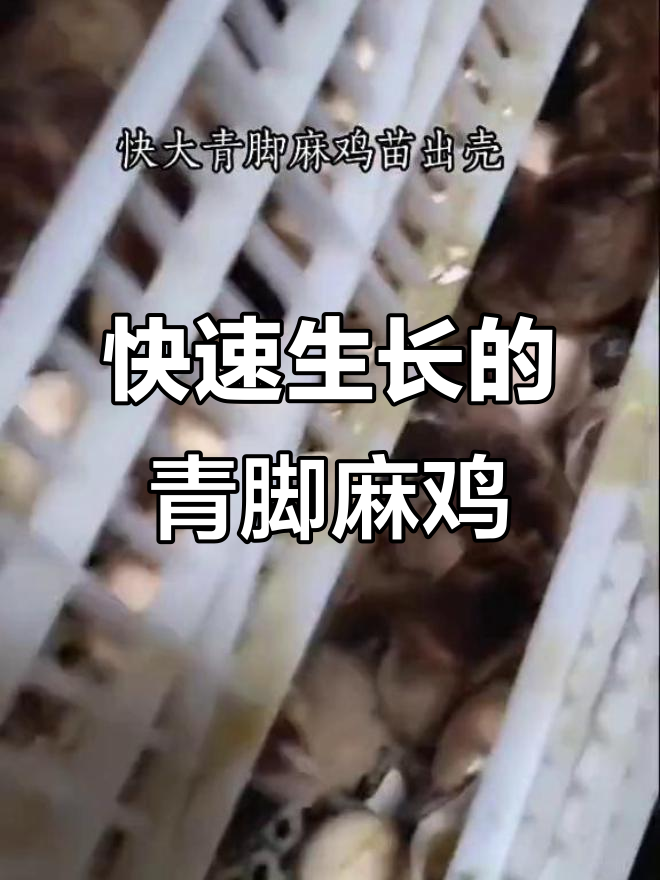 青脚麻鸡生长迅速,抗病力强,适合各种饲养方式