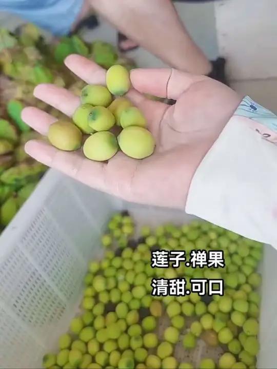 夏天就要多吃“莲子+ 茯苓+山药+芡实”煲粥煮粥 材料包