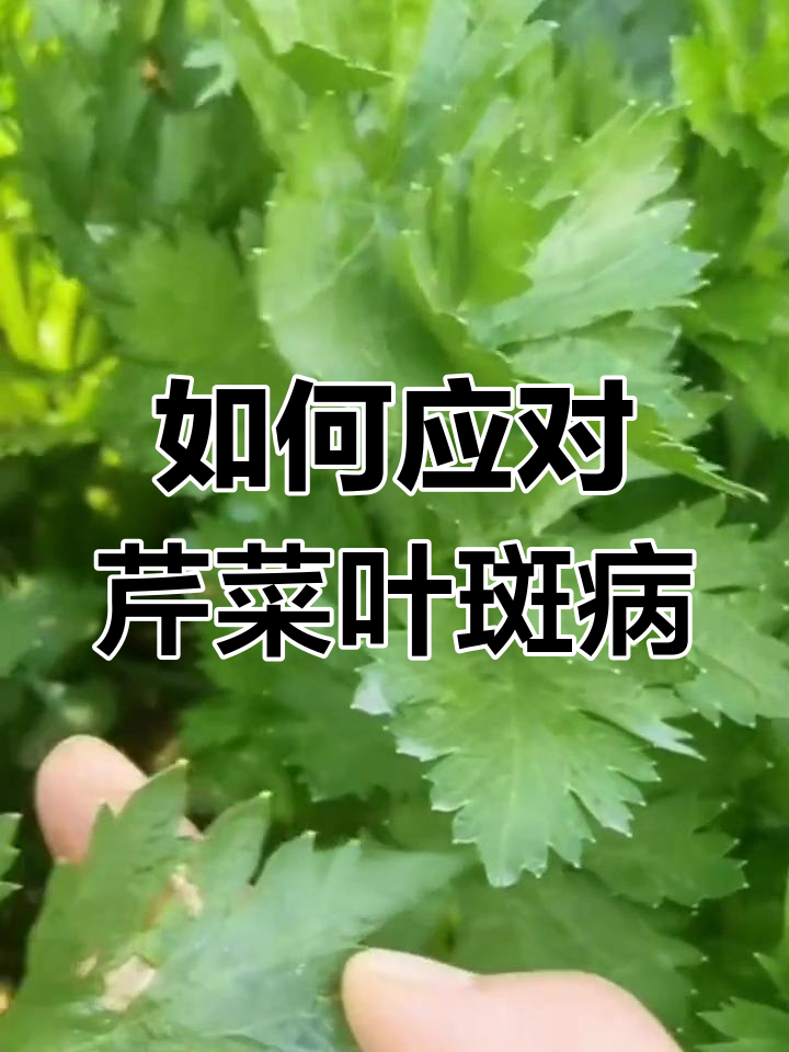 芹菜叶斑病症状与防治方法全解析