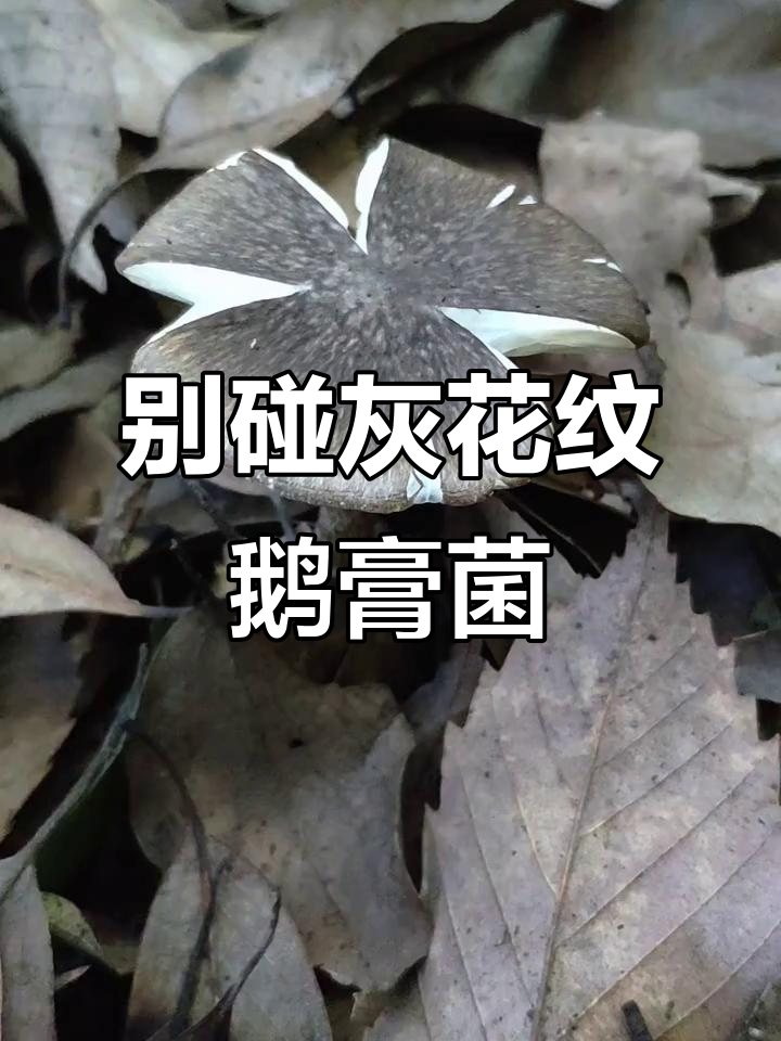 山上遇到这种毒蘑菇,千万别碰!灰花纹鹅膏菌剧毒无比