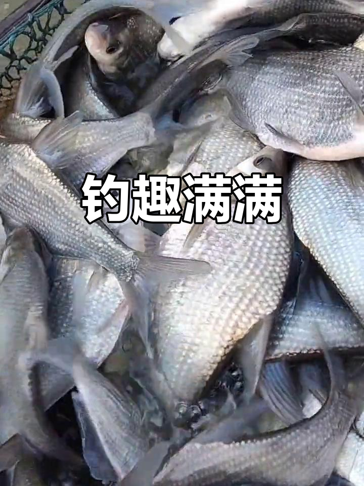 老板指定鳊鱼苗,钓鱼乐趣十足,朋友们争相体验!
