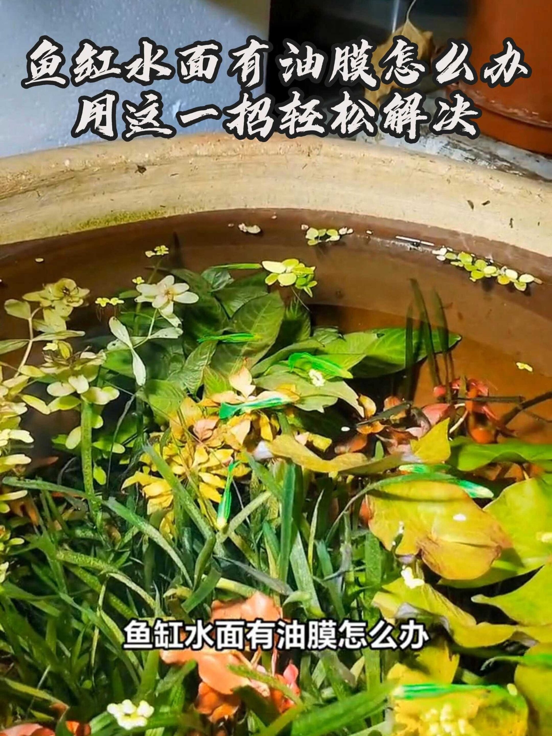 鱼缸水面有油膜怎么办?用这一招轻松解决!