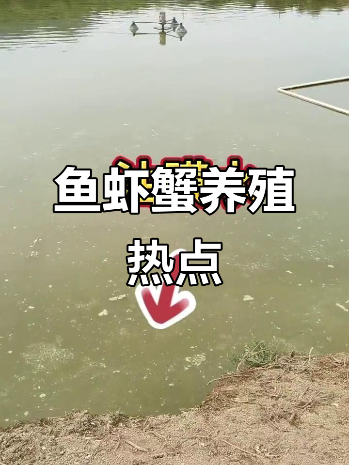 水产养殖热门话题:鱼虾蟹的养殖技巧与挑战