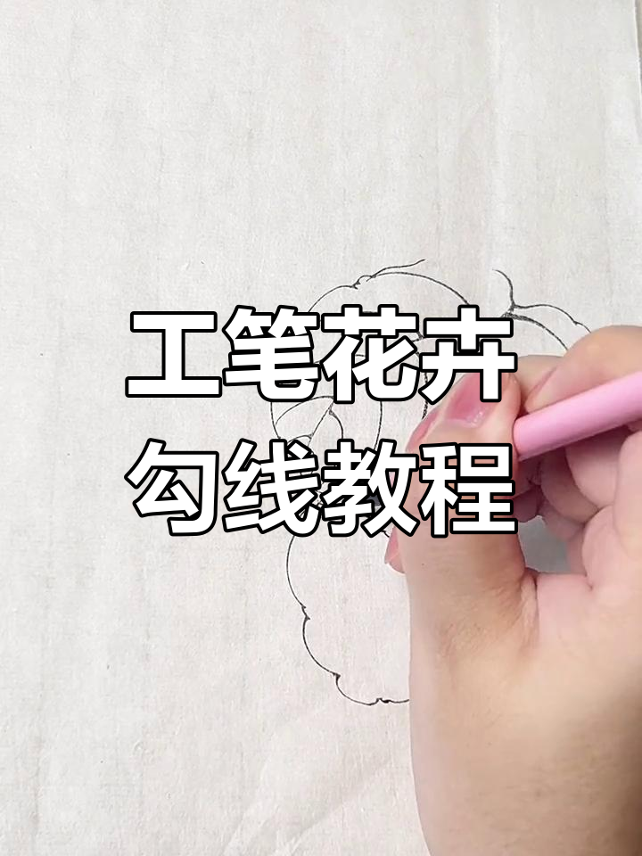 细致工笔画:报春花白描技巧解析