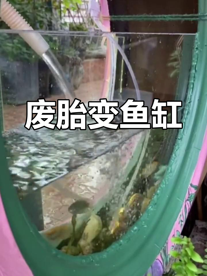 废弃轮胎变鱼缸,几条小鱼让空间充满浪漫气息!