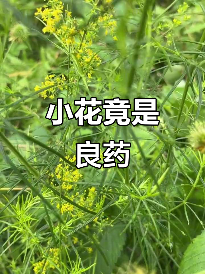 蓬子菜:看似不起眼,却有神奇的药用价值