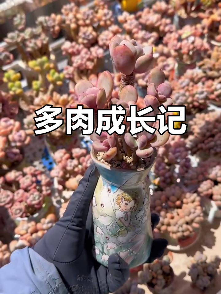 七个月蜕变,灰姑娘多肉从青涩到美丽转变