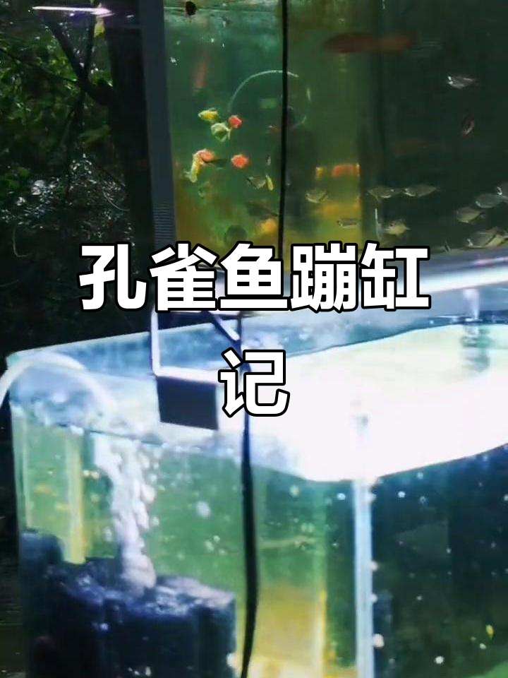 大耳朵孔雀鱼又蹦缸,暴风雨中的养鱼日常