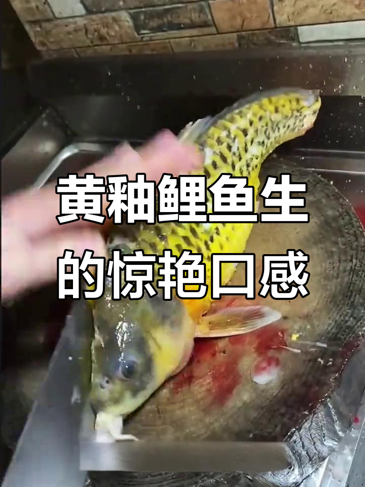野生黄肉鲤鱼生:独特美味,如艺术品般精致