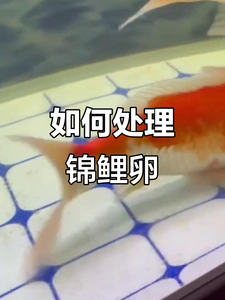 锦鲤排卵对水质破坏大,如何应对?