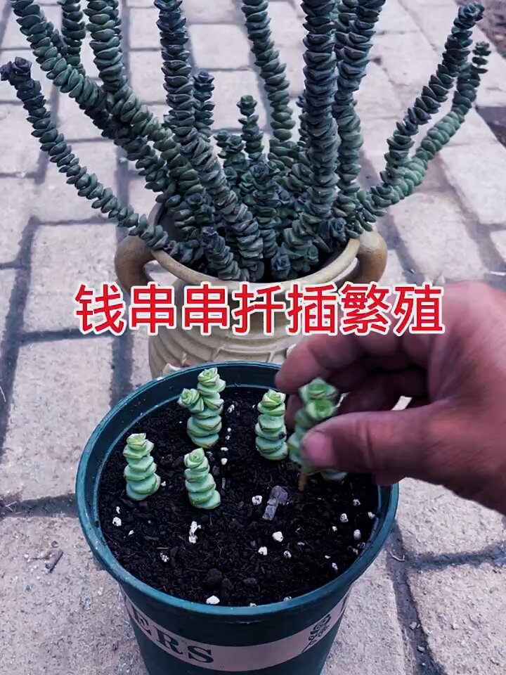 钱串串扦插繁殖