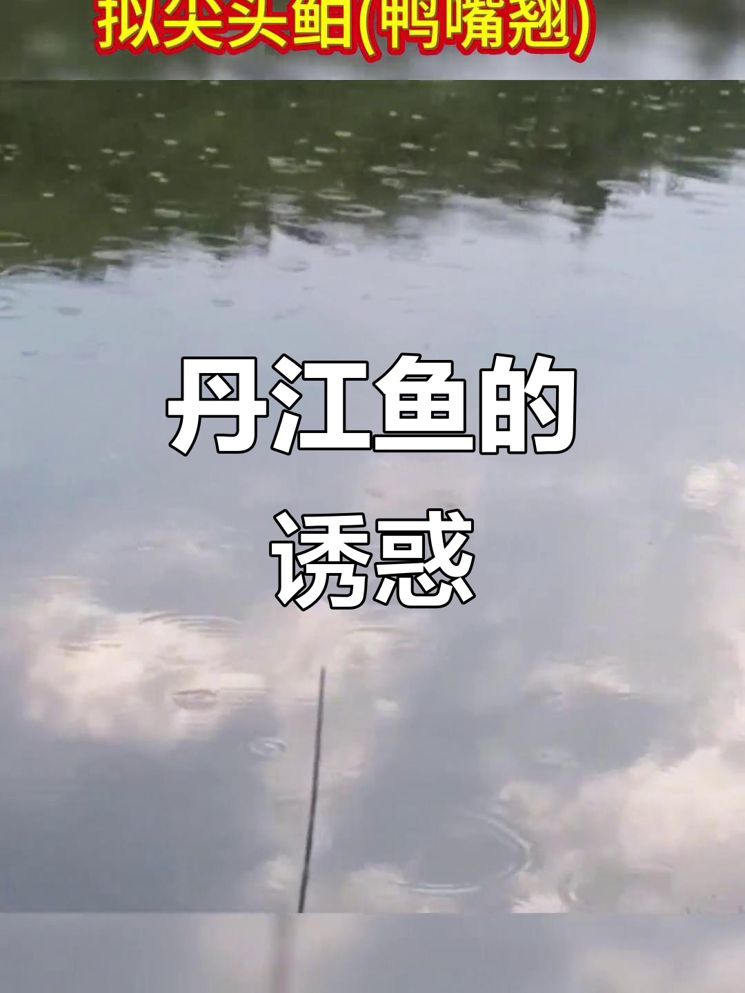 2025年拟尖头鲌已驯化,丹江鱼美味等你尝!