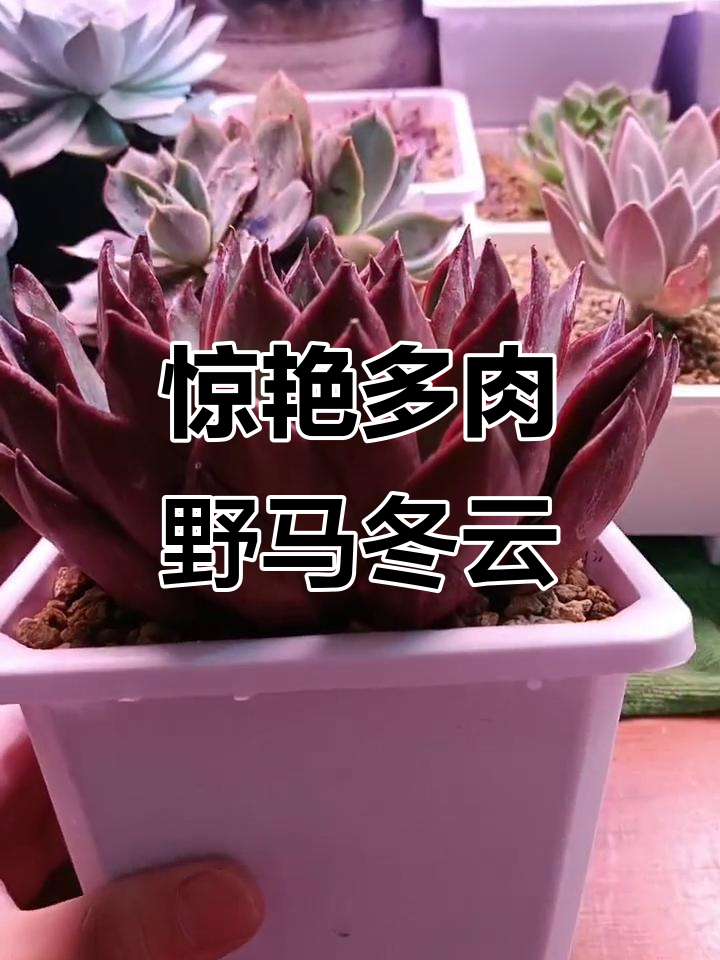 深红艳丽的多肉植物,野马冬云让你一眼爱上