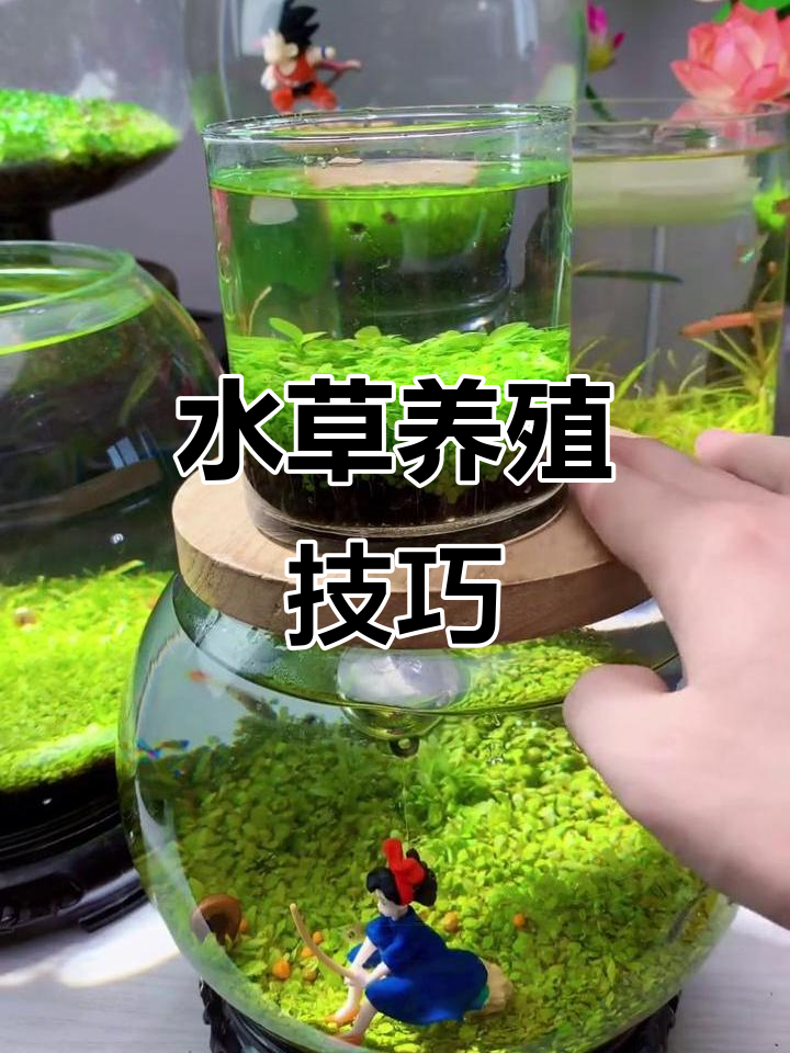 鱼缸水草养护全攻略，轻松打造美丽盆景