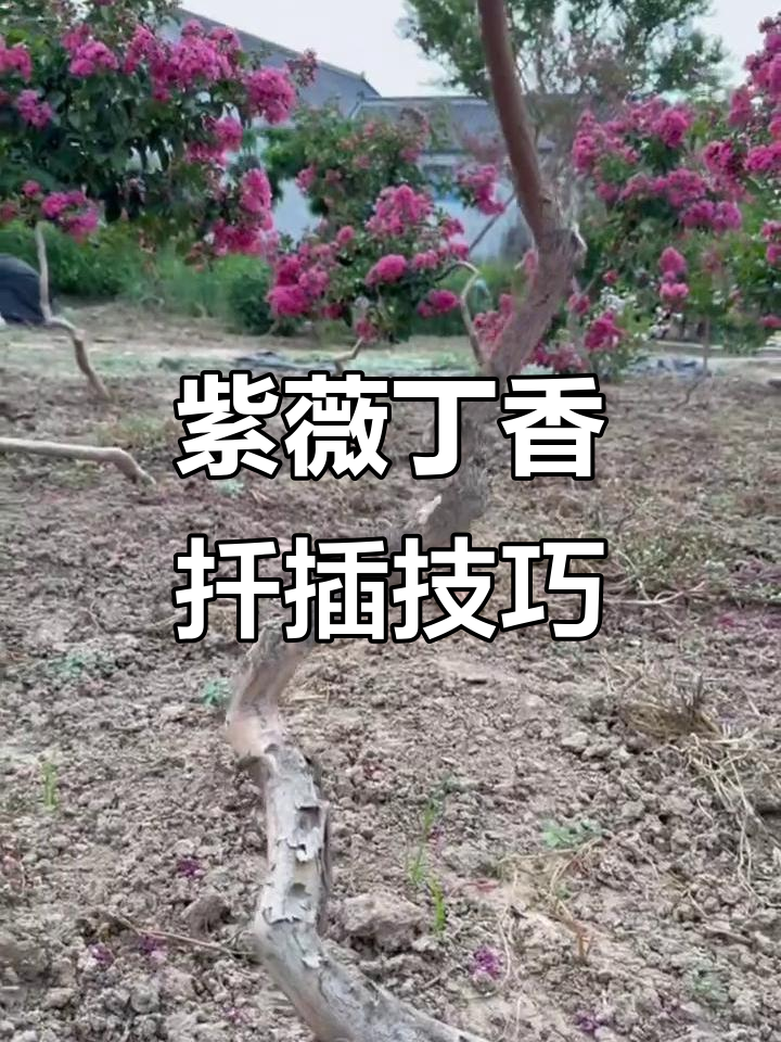 宫粉紫薇与罗汉丁香扦插小苗,轻松培育