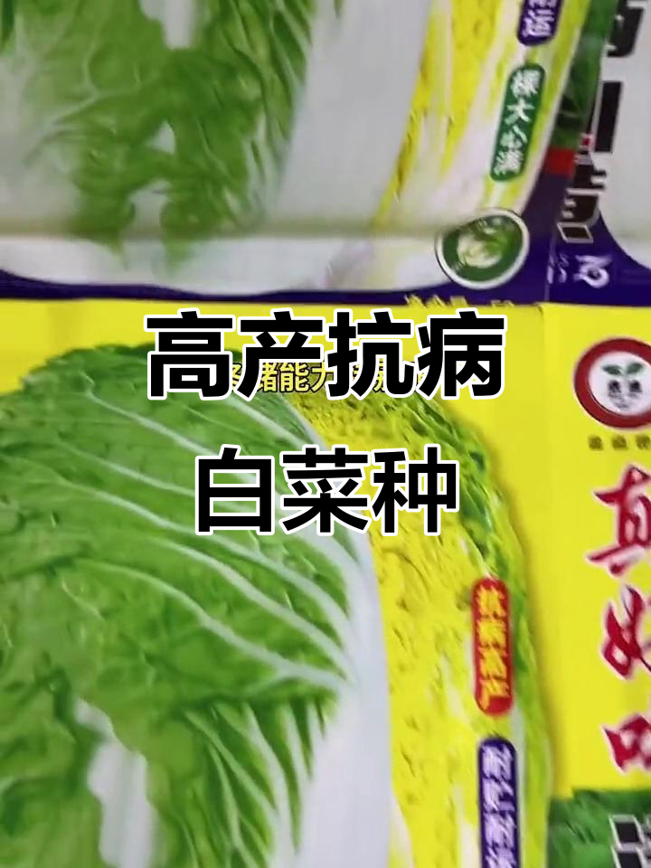 白菜种植技巧:选对品种,抗病高产又耐储